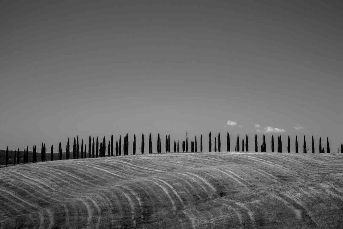 filare di cipressi nei dintorni di Siena, foto di andrea moneti